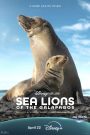 Sea Lions of the Galapagos 2025